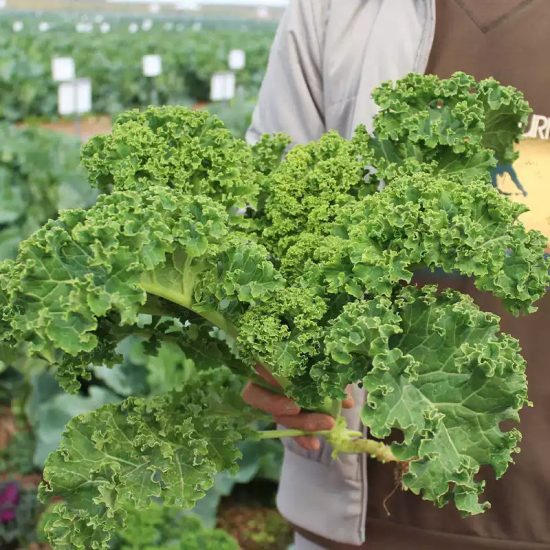 Prizm Hybrid Kale Seeds - Image 2