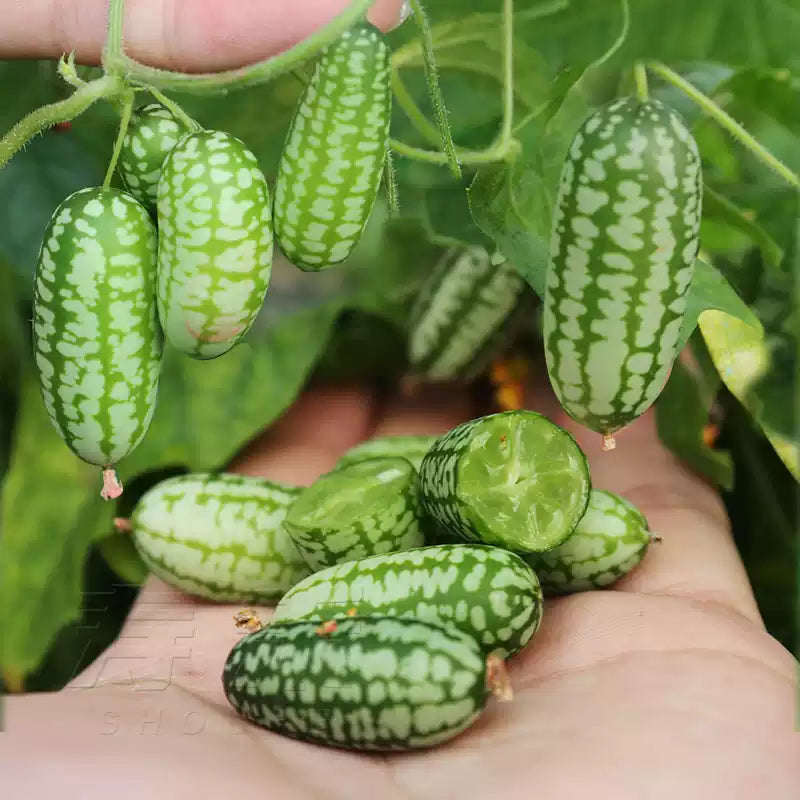 O1CN01dr5y6J1dXiPETnepm__1071273746_jpg_q50_jpg Cucamelon Mexican Sour Gherkin Seeds - Image 1