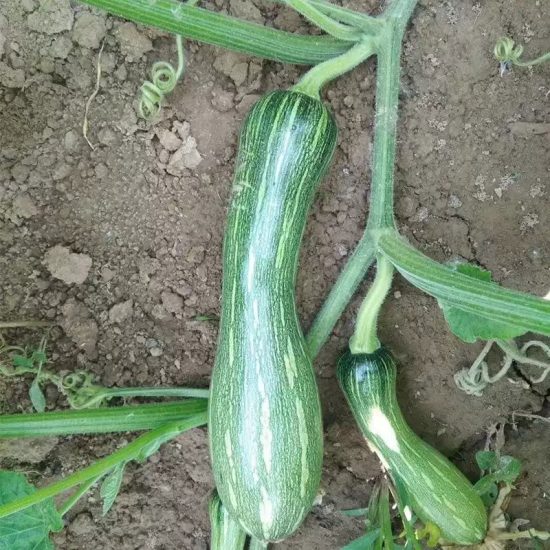 Bossa Nova Hybrid Squash Seeds - Image 2