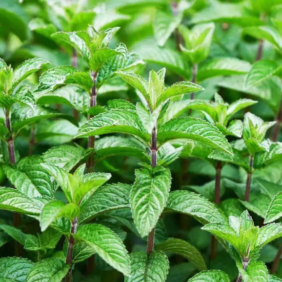Peppermint Seeds - Image 2
