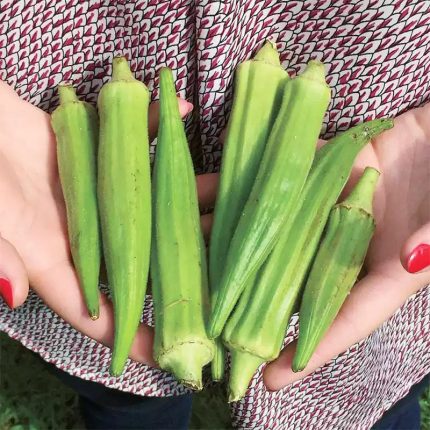 Silver Queen Okra Seeds