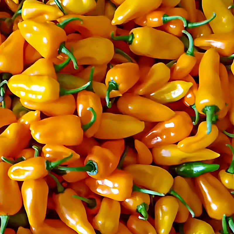 O1CN01iIjke11yAurQ1UCaq__2217150586539_jpg_q50_jpg Oranos Organic Pepper Seeds - Image 1