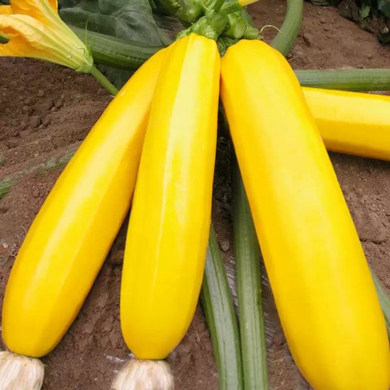 Gold Rush Hybrid Squash Seeds - Image 2