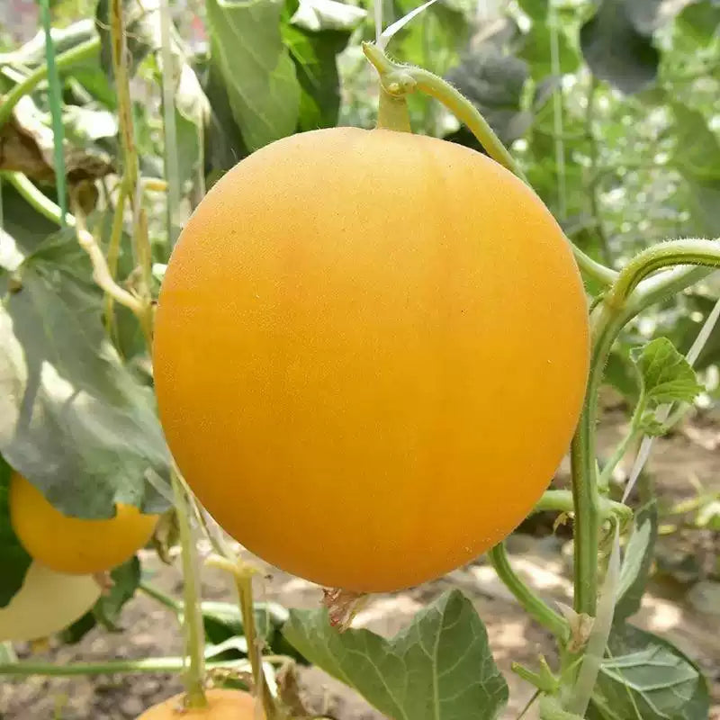 O1CN01kNnoRG2MznOKjUudN__3433789899_jpg_q50_jpg Juane Canary Heirloom Melon Seeds - Image 1
