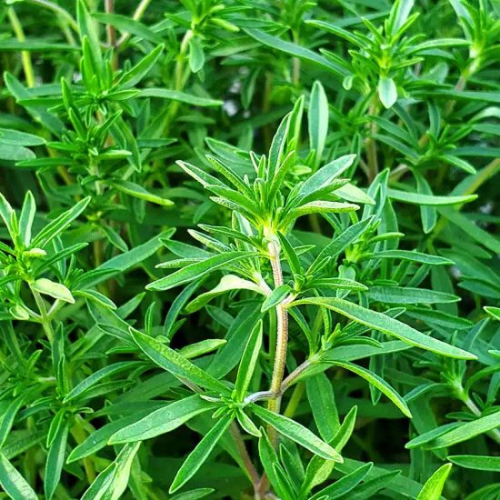Mountain Mint Herb Seed - Image 3