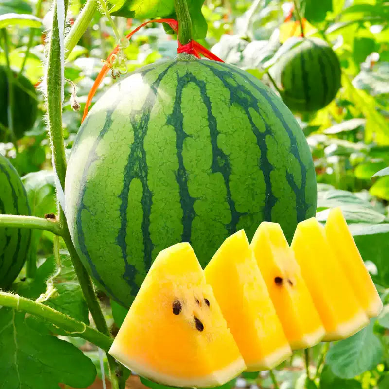 O1CN01l5UaDh2AqqGJeFN2D__640858255_jpg_q50_jpg New Orchid (F1) Watermelon Seeds - Image 1