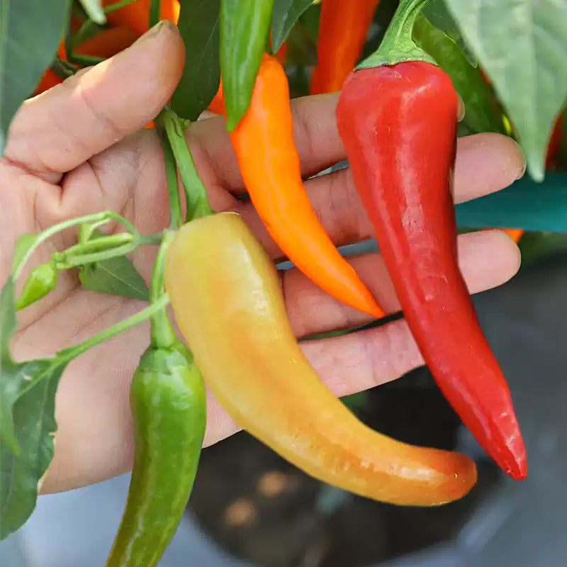 O1CN01lMSCYa1toEXitBqsP__2212443935948_jpg_q50_jpg Sweet Sunset Hybrid Pepper Seeds - Image 1