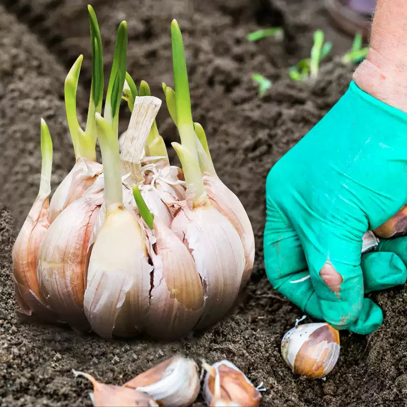 O1CN01lQTmcw1toEgPcTzTw__0-item_pic_jpg_q50_jpg German Extra Hardy Garlic Bulbs - Image 1