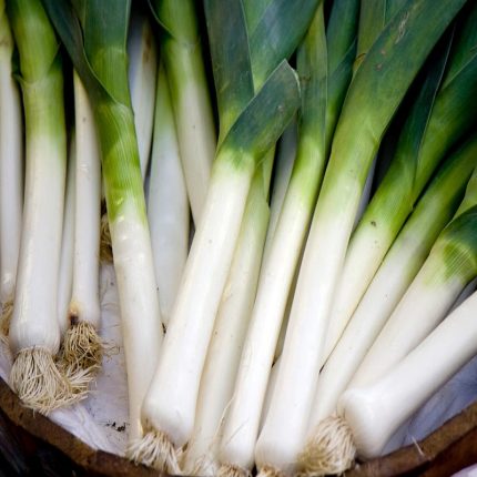 King Richard Organic Leek Seed