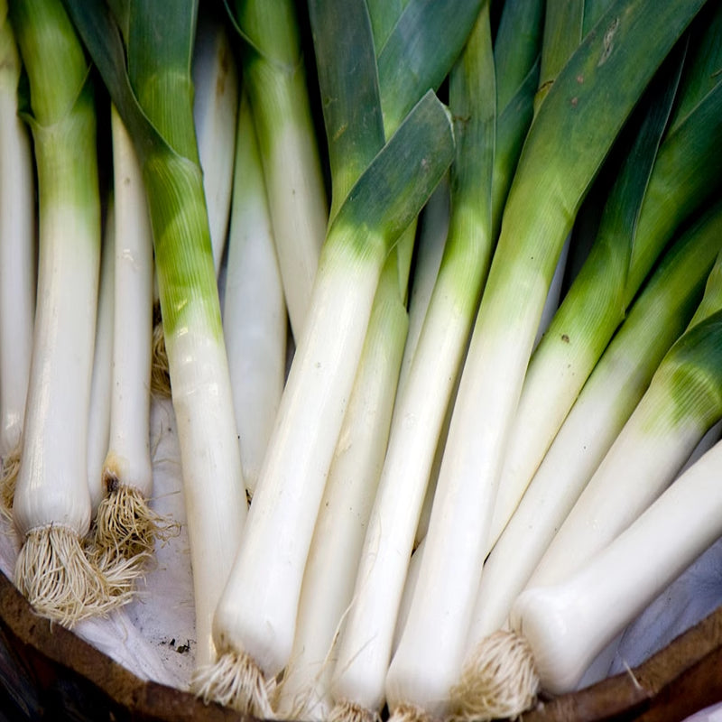 O1CN01mM8g6a2DjSuXRhUoy__2214675978645 King Richard Organic Leek Seed - Image 1