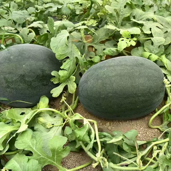 Sweetie Pie Hybrid Watermelon Seeds - Image 2