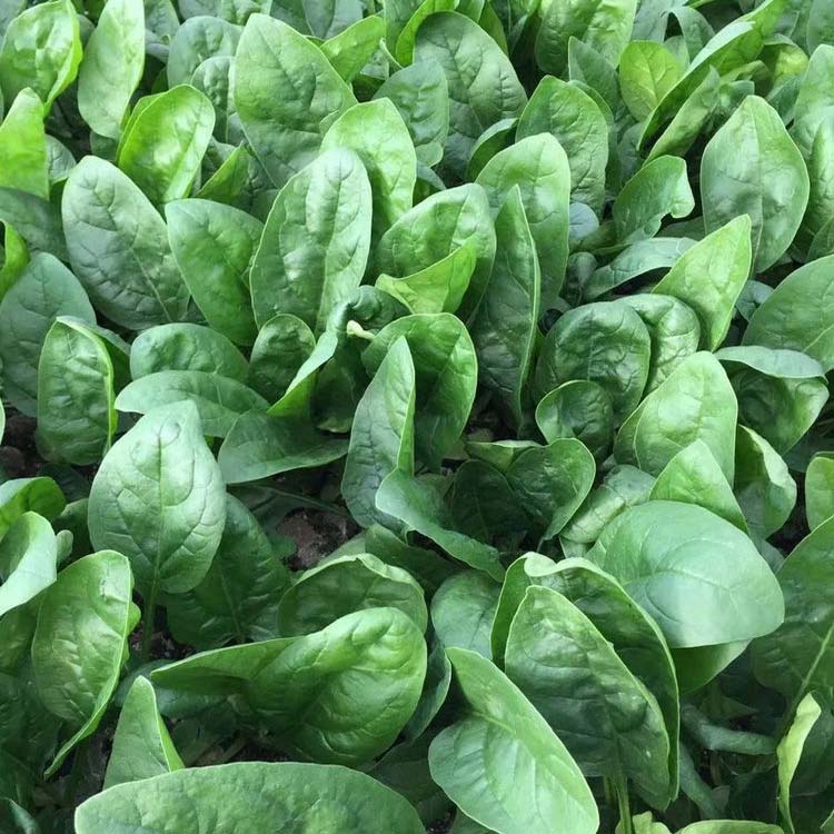 O1CN01nkP44D2Fp4oqeZgqa__2028418928 Tundra Hybrid Organic Spinach Seeds - Image 1