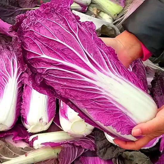 Merlot (F1) Chinese Cabbage Seed - Image 2