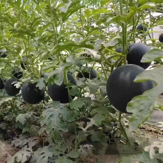 Century Star F1 Watermelon Seeds - Image 2