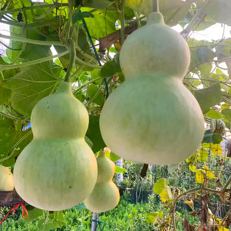 O1CN01prIL1n1M1L4vC9KaC__2209551301374_jpg_q50_jpg Giant Bottle Gourd Seeds - Image 1