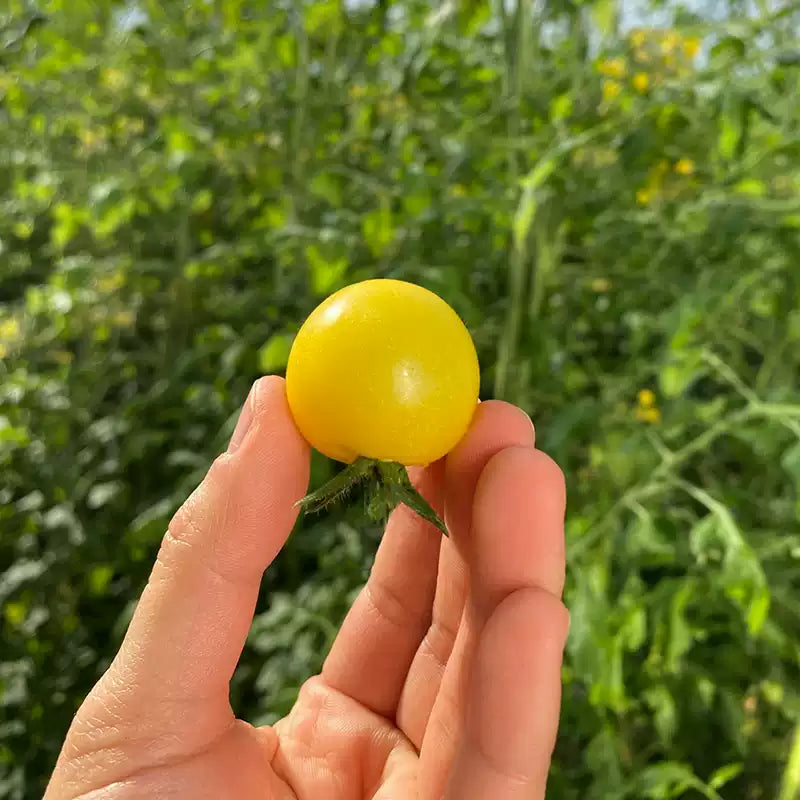 O1CN01q4jiNn1m0aNQfCA2b__2215144224892_jpg_q50_jpg Patio Choice Yellow Hybrid Cherry Tomato Seeds - Image 1