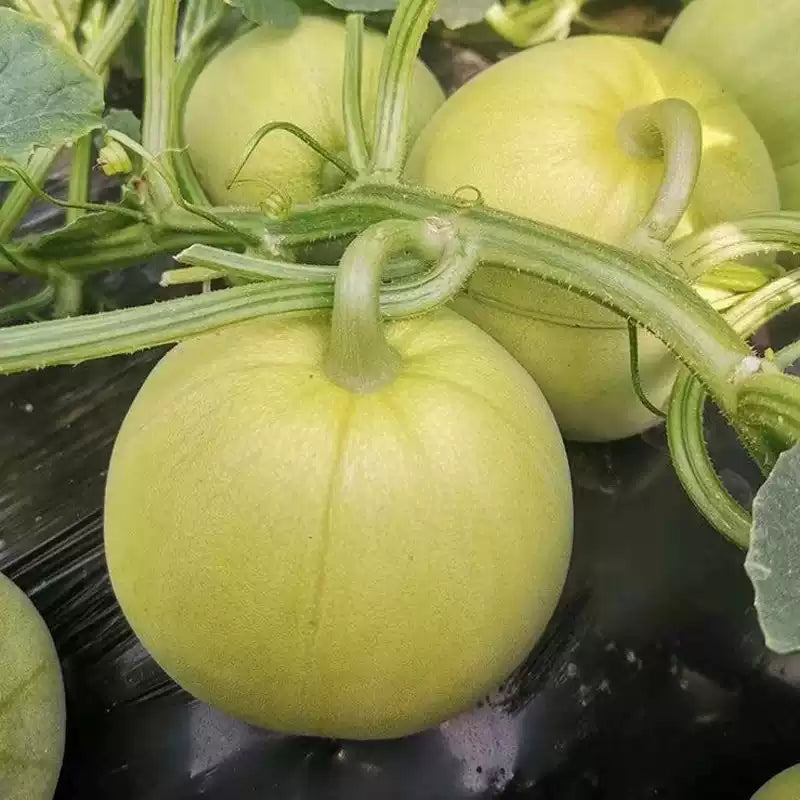 O1CN01qO4f2E1yVWfWt9lO7__2212650146584_jpg_q50_jpg Dulce Nectar Melon Honeydew Seeds - Image 1