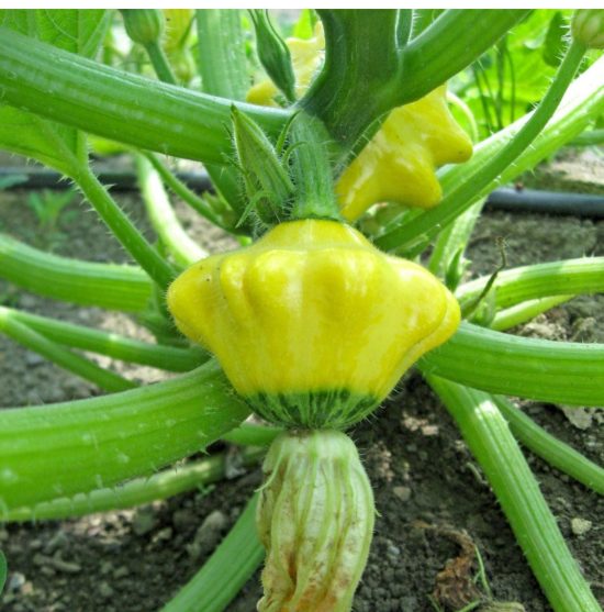 Sunburst Hybrid Squash Seeds - Image 3