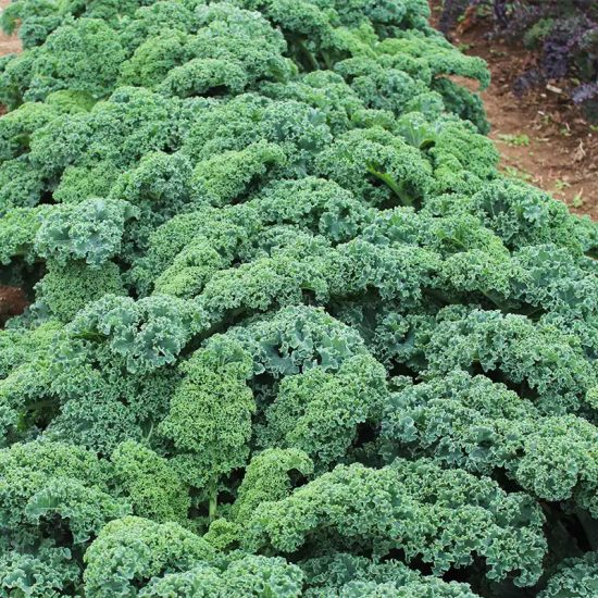 Prizm Hybrid Kale Seeds