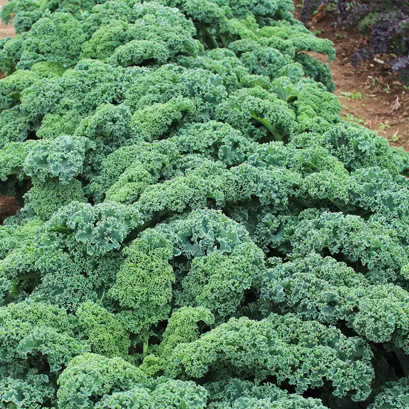 O1CN01uEuc1p1dXiN3ENDE7__1071273746_jpg_q50_jpg Prizm Hybrid Kale Seeds - Image 1