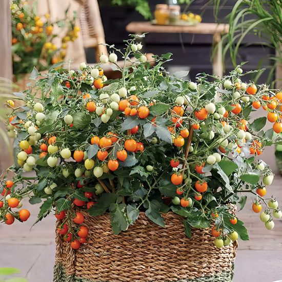 Heartbreakers Vallery Red Hybrid Tomato Seeds - Image 2