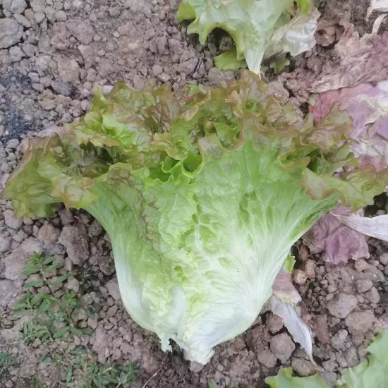 Prizehead Lettuce Seeds - Image 2