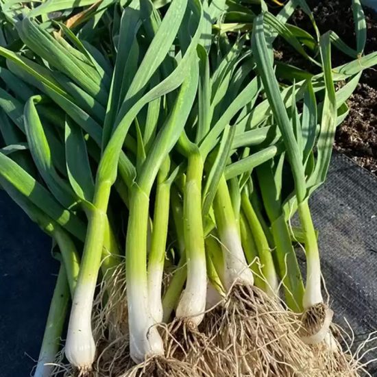Lancelot Leek Plants Seeds - Image 2