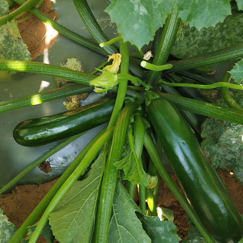 O1CN01wfXePy1oI6kxF55Ut__1855895201 Black Beauty Organic Squash Seeds - Image 1