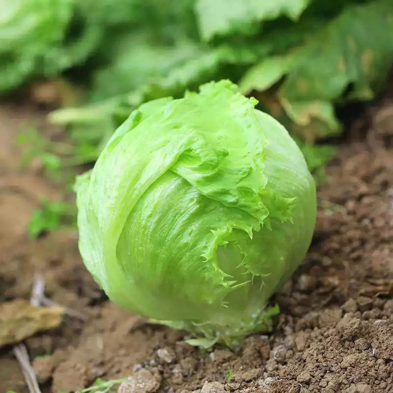 O1CN01xT2wCN1yFUmHcWzjY__2217596236549_png_q50_jpg Crispino Organic Lettuce Seed - Image 1