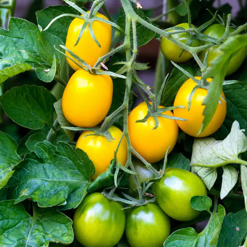 O1CN01xZbAAY2JkjWVBbmkA__2213216199460_jpg_q50_jpg Honeybee Hybrid Cherry Tomato Seeds - Image 1
