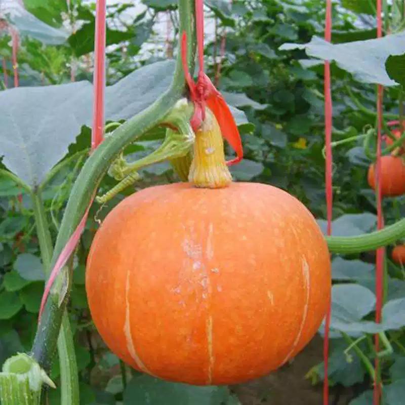 bb7fb3b665cf800981288e1d0cc11d0f Wee-B-Little Pumpkin Seeds - Image 1