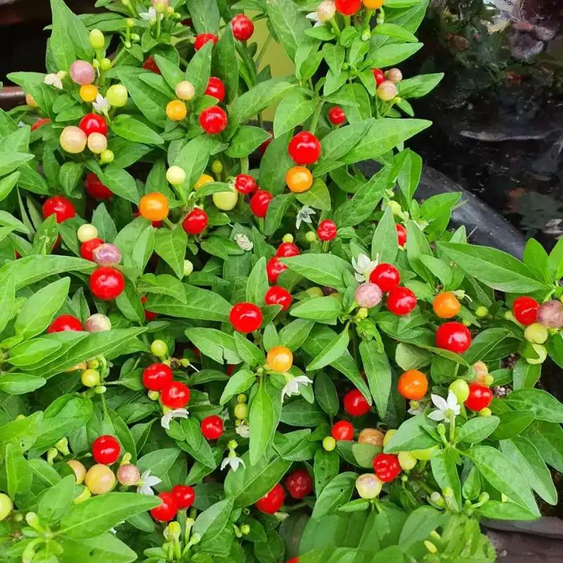 c0e1367b4badb7bf438a5d689dcd2a4f Tepin Pepper Seeds - Image 1