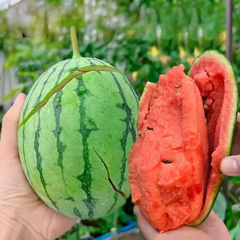 cd1f2545e94b1f7949b7266a38dcbbf2 Mini Love Hybrid Watermelon Seeds - Image 1