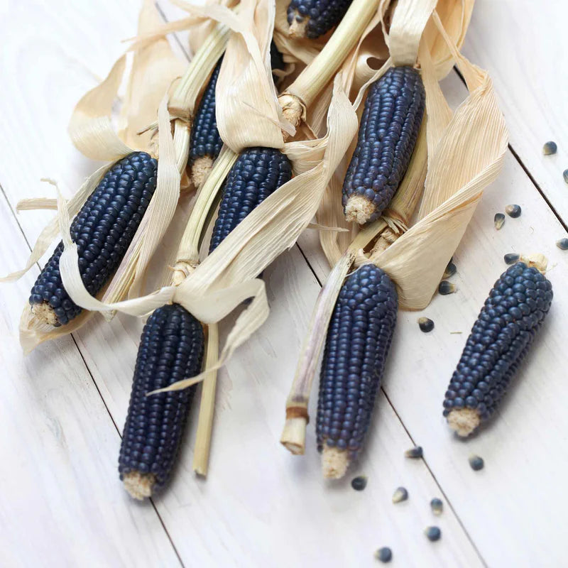 corn-blue-hopi-shk-1 Blue Hopi Corn Seeds - Image 1