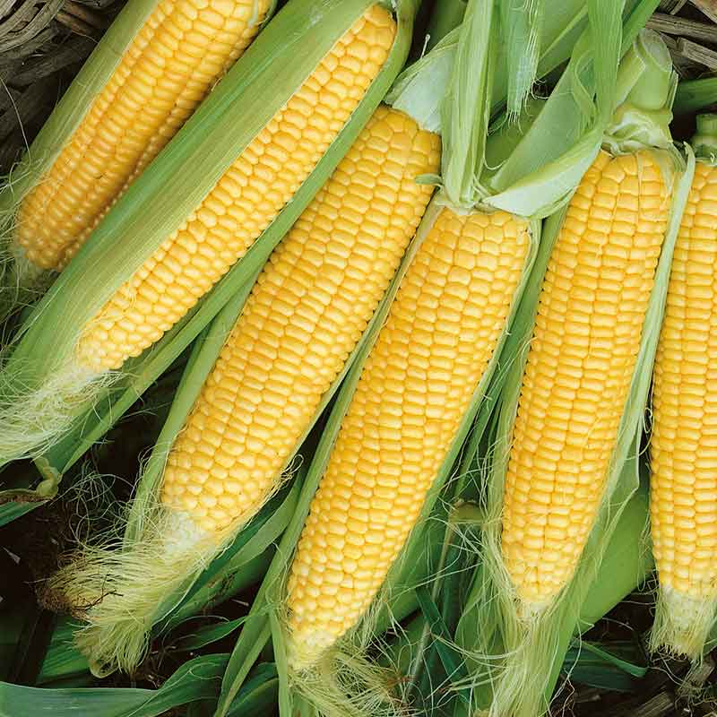 corn-golden-beauty-ndp-1 Golden Beauty Original Early Corn Seeds - Image 1