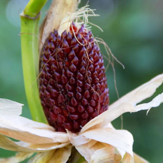 Organic Strawberry Popcorn Corn Seeds - Image 3