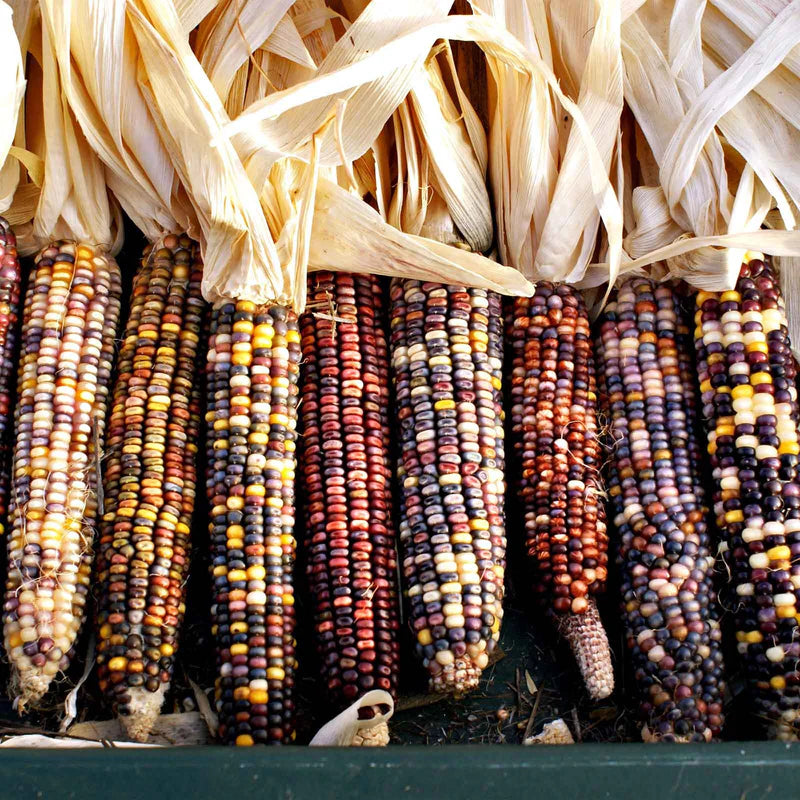 corn-rainbow-mix-shk-1 Rainbow Mix Corn Seeds - Image 1