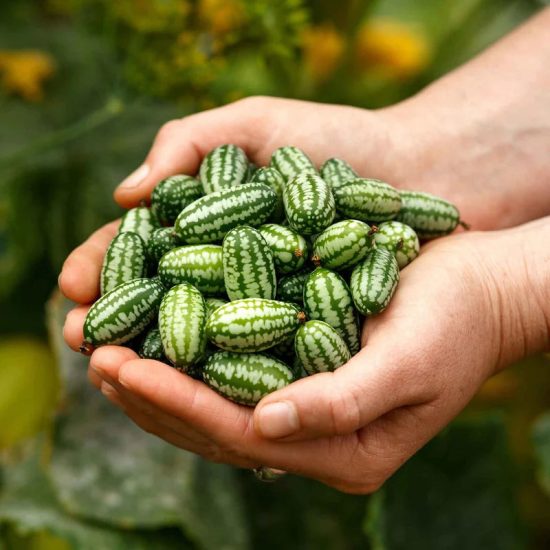 Cucamelon Mexican Sour Gherkin Seeds - Image 2