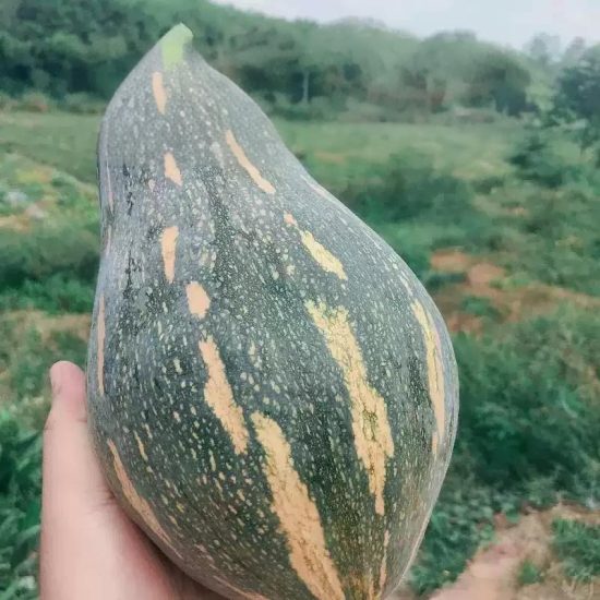 Starry Night PMR Organic (F1) Acorn Squash Seed - Image 2