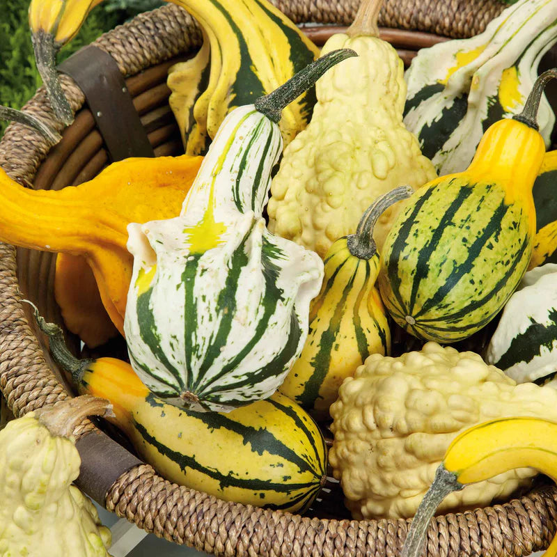 gourd-large-mix-ndp-1 Lunch Lady Blend Gourd Seeds - Image 1