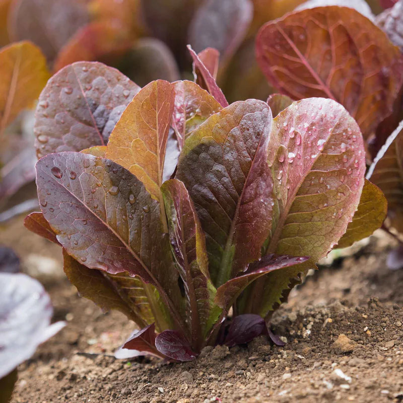 lettuce-cimmaron-shk-1 Cimmarron Lettuce Seeds - Image 1