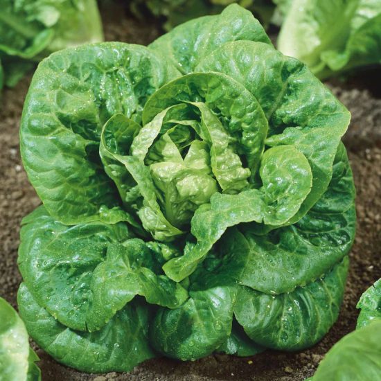 Little Gem Lettuce Seeds - Image 2