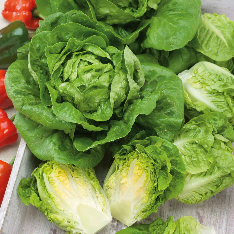 lettuce-organic-little-gem-ndp-3 Little Gem Lettuce Seeds - Image 1