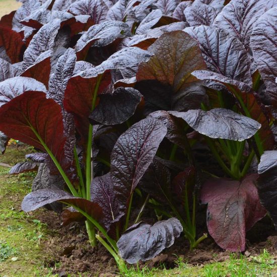 Red Giant Mustard Seeds - Image 2