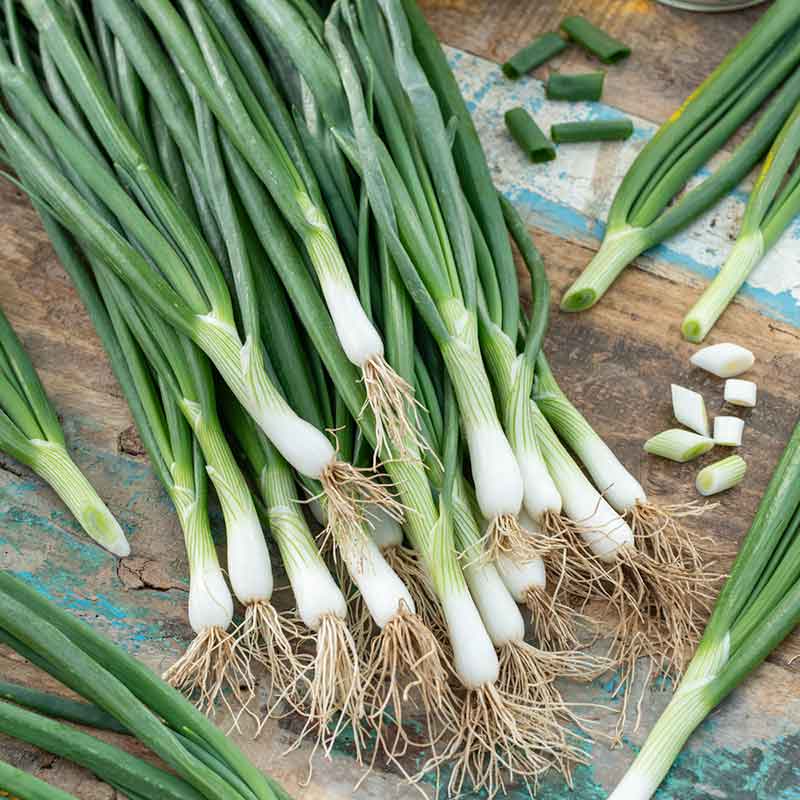 onion-white-lisbon-flo-1 Parade Green Onion Seeds - Image 1