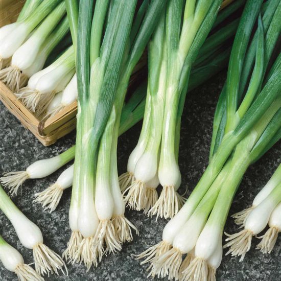 Parade Green Onion Seeds - Image 2