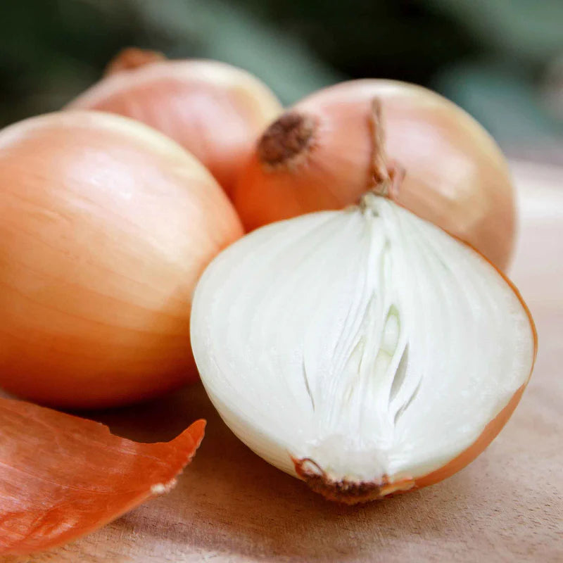 onion-yellow-sweet-spanish-shk-1 Candy Hybrid Onion Seeds - Image 1