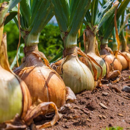 Candy Hybrid Onion Seeds - Image 2