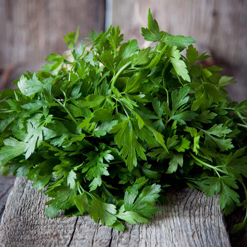parsley-organic-italian-shk-1 Italian Plain Leaf Parsley Seeds - Image 1