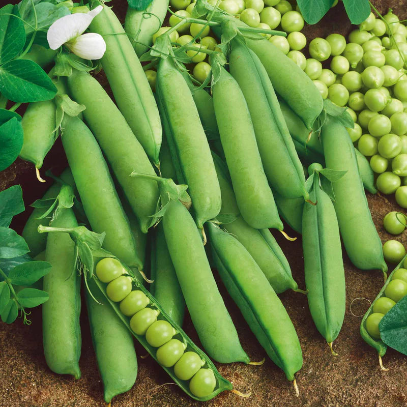 pea-alaska-ndp-1_1 Sugar Lace II Pea Seeds - Image 1